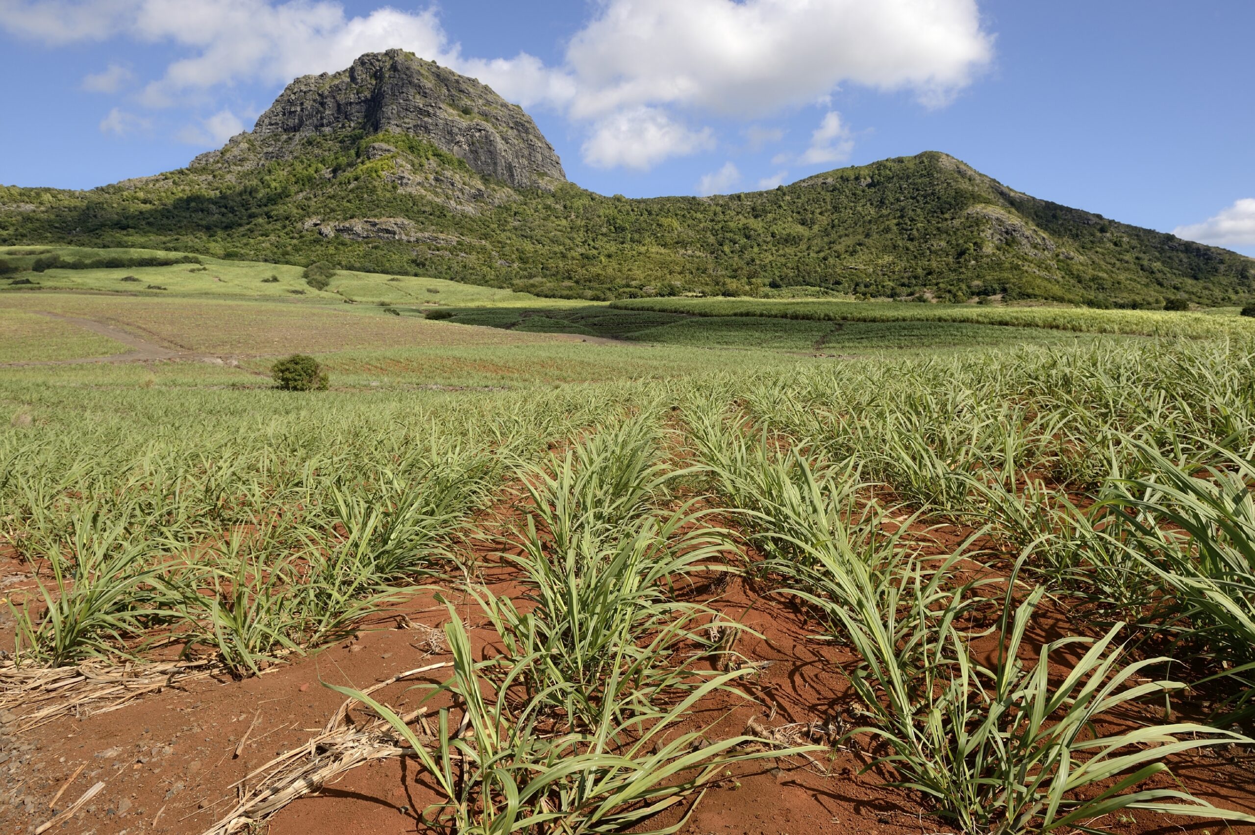 How El Nino Droughts Impact Sugar Crops Now, and Into the Future